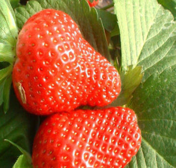 草莓苗直销