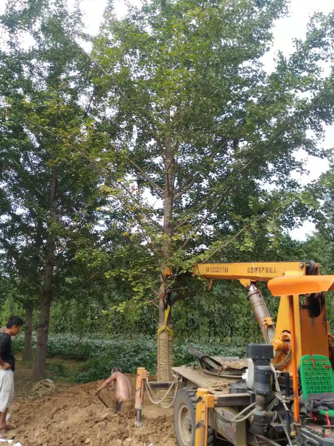 银杏树基地供应 江苏银杏种植基地直销 银杏树基地直销