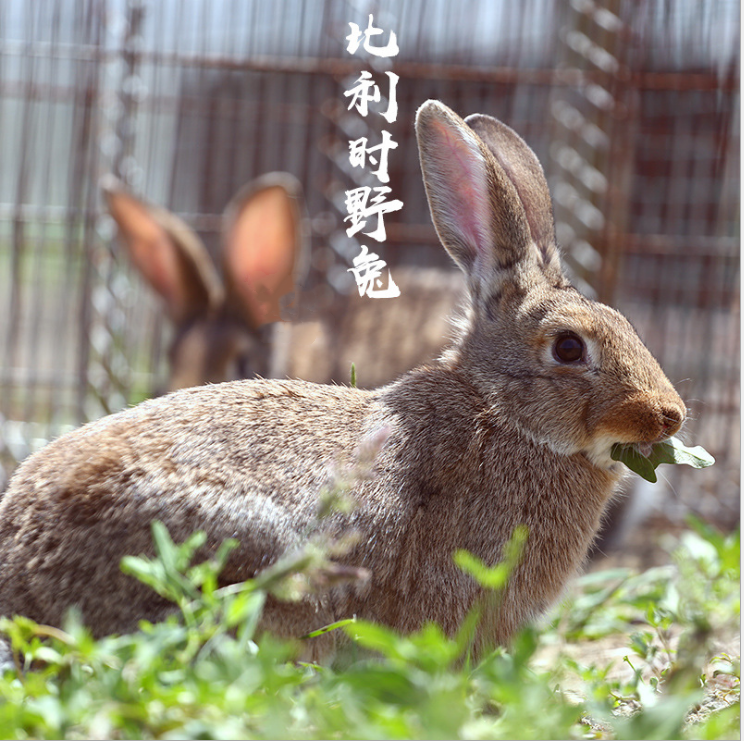 济宁市种兔野兔养殖厂家