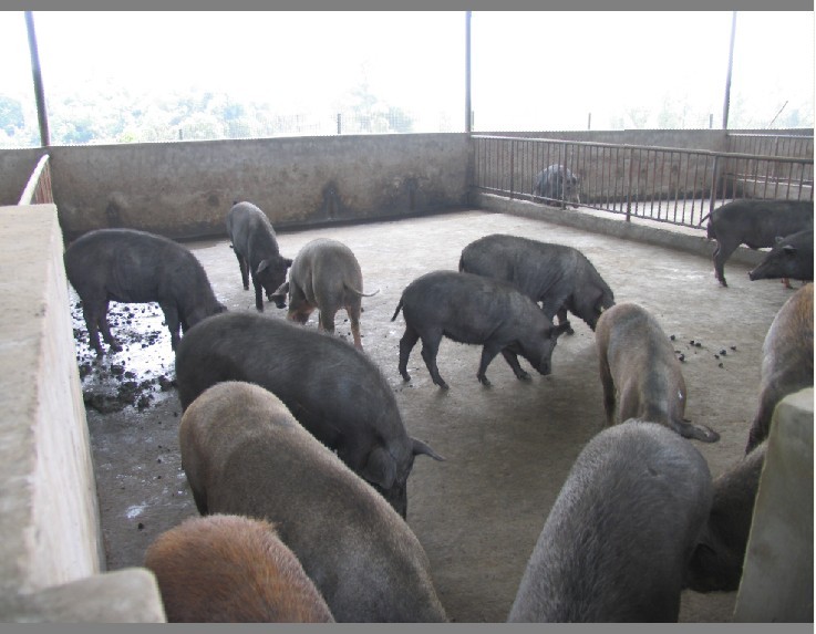 安徽野猪 养殖技术 养殖基地 包教技术 【山东轩宁珍禽养殖有限公司】