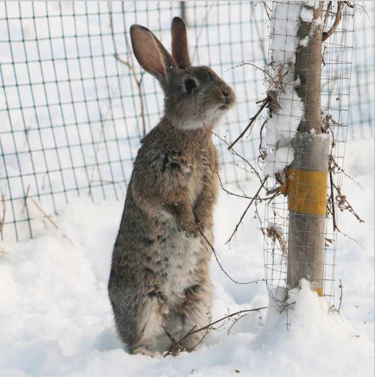 种兔野兔养殖种兔野兔养殖 免费技术主持包回收【山东轩宁珍禽养殖有限公司】