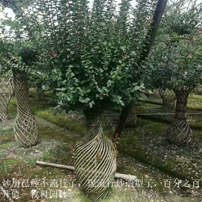 艺术造型 造型桂花树 苗木造型基地 紫薇花瓶 绿化苗木 1.8米的紫薇花瓶 桂花花瓶