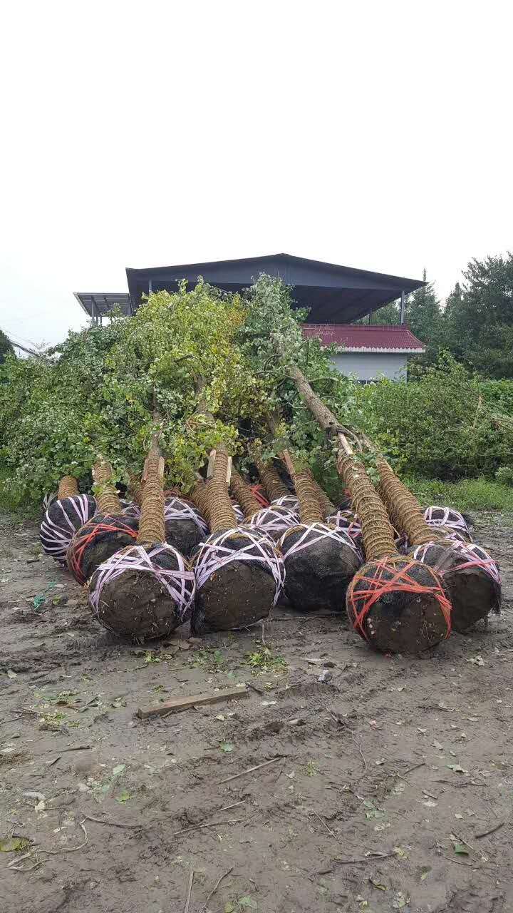 银杏苗木种植基地批发 银杏供应商 报价  价格 【温江区和盛镇吴杨成园艺场】 银杏供应商 报价 厂家