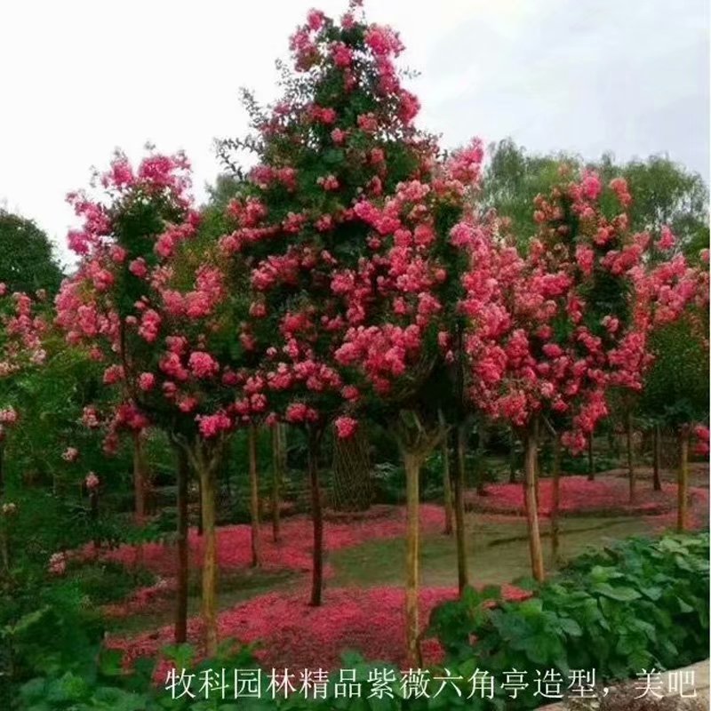 湖南紫薇造型花瓶基地 湖南紫薇造型花瓶种植基地