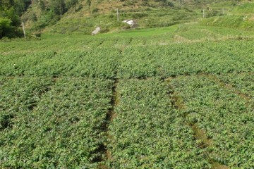 金银花 湖南金银花苗 哪里有金银花 金银花价格