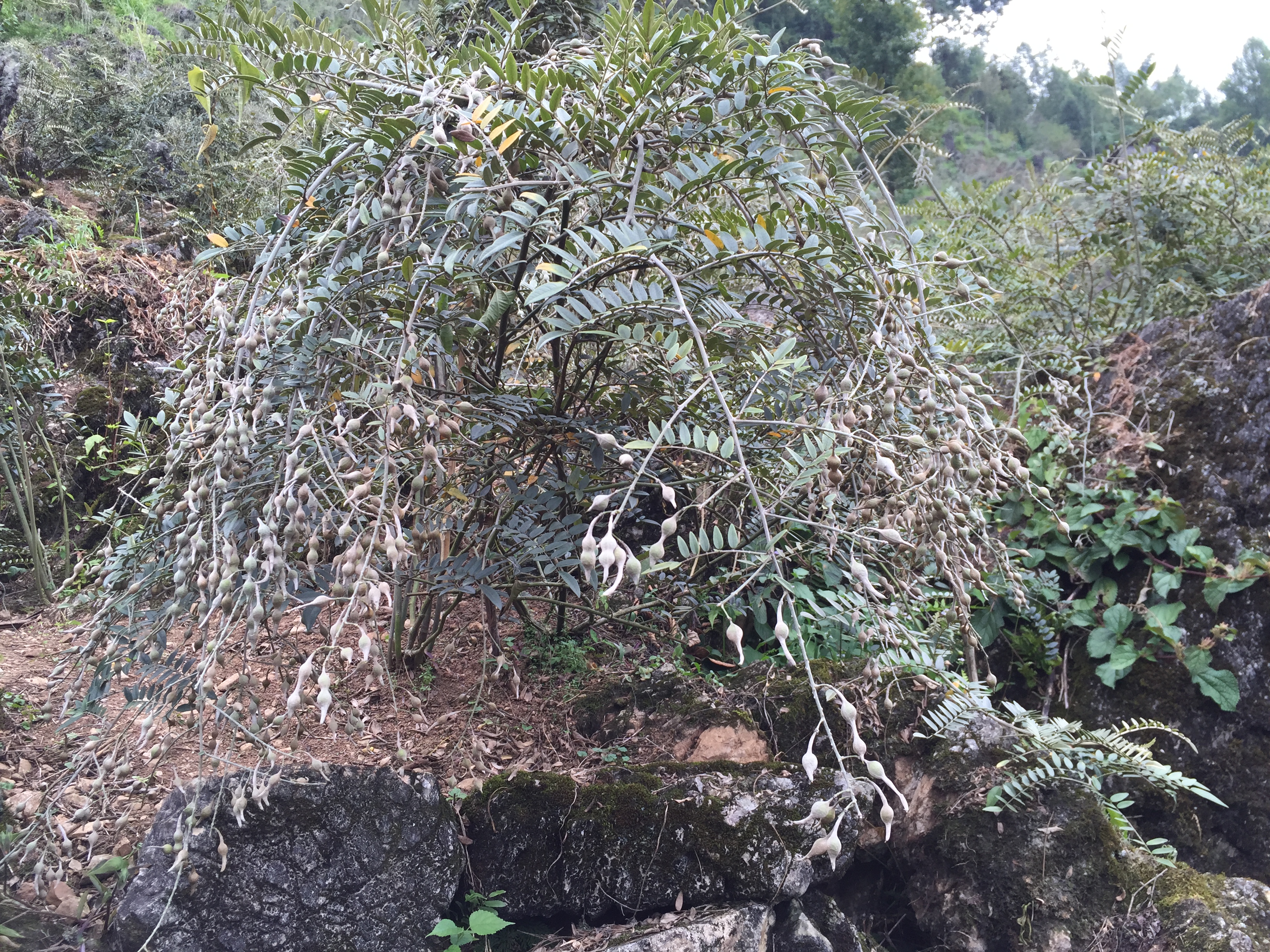 广豆根种植 豆科植物越南槐 山豆根  灌木广豆根 灌木山豆根 广豆根种植