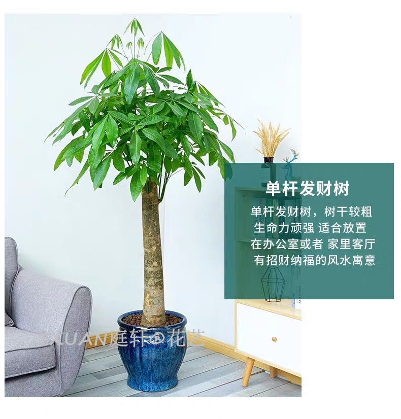 单杆发财树-办公室植物 出租批发