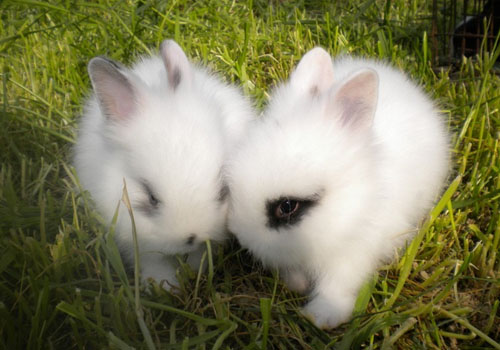 肉兔 野兔养殖批发