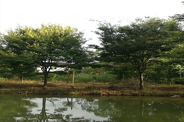 江西朴树种植基地江西朴树种植基地、江西朴树批发价格【九江华涛园艺有限公司】