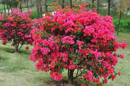 泉州市三角花种植基地 大量批发三角花 苗圃电话