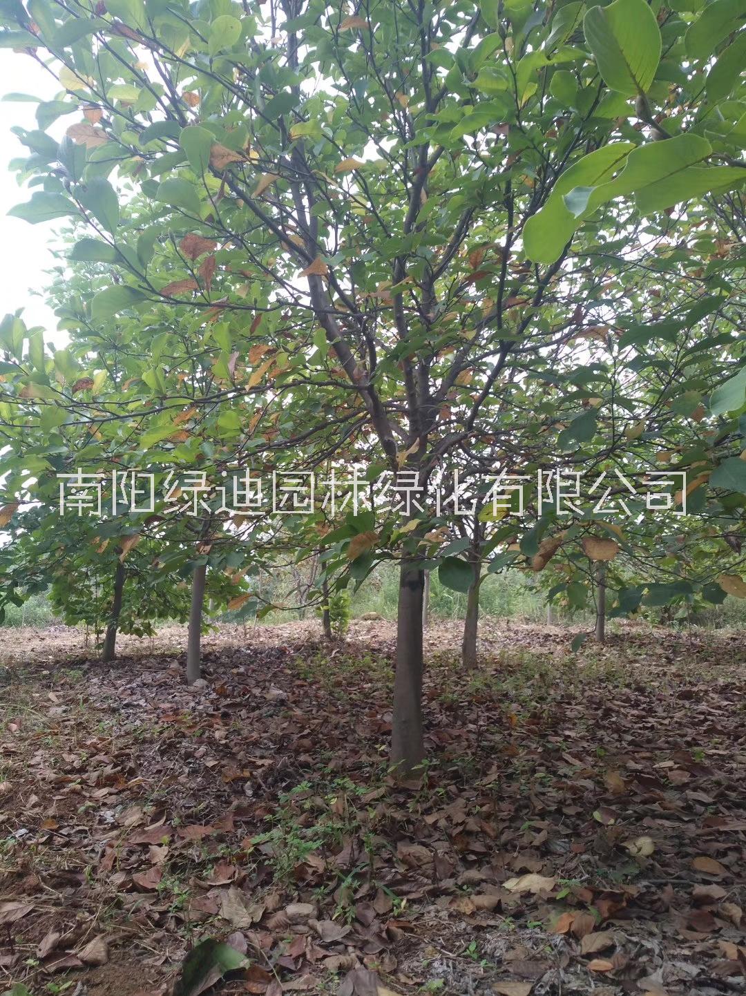 南阳地区紫玉兰种植基地，紫玉兰生产，价格，供应商【南阳市绿迪园林绿化有限公司】