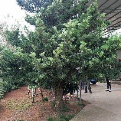 湖南罗汉松种植基地 罗汉松批发 罗汉松价格