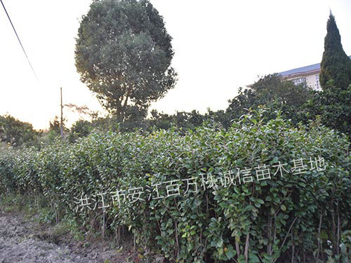 怀化市湖北双茶花厂家湖北双茶花种植基地批发价格【洪江市安江镇百万株诚信苗木基地】