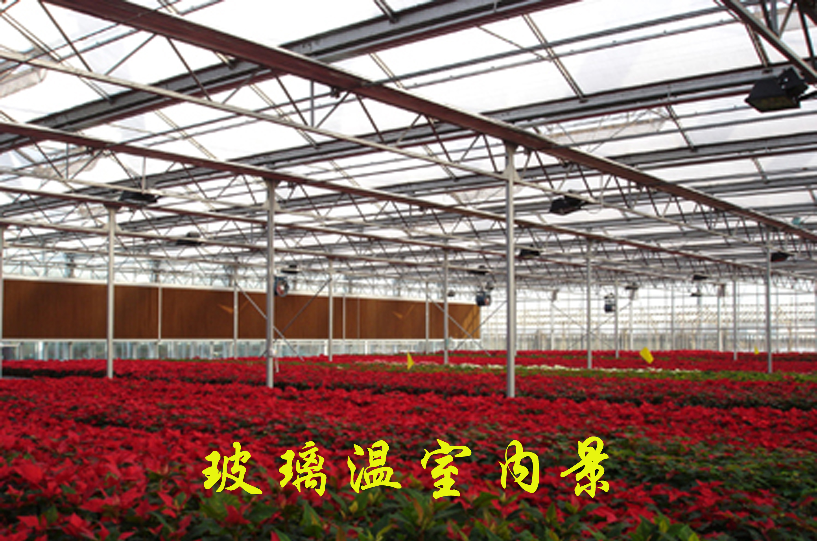 农用蔬菜种植玻璃温室大棚 设计定制温室大棚 玻璃阳光大棚图片