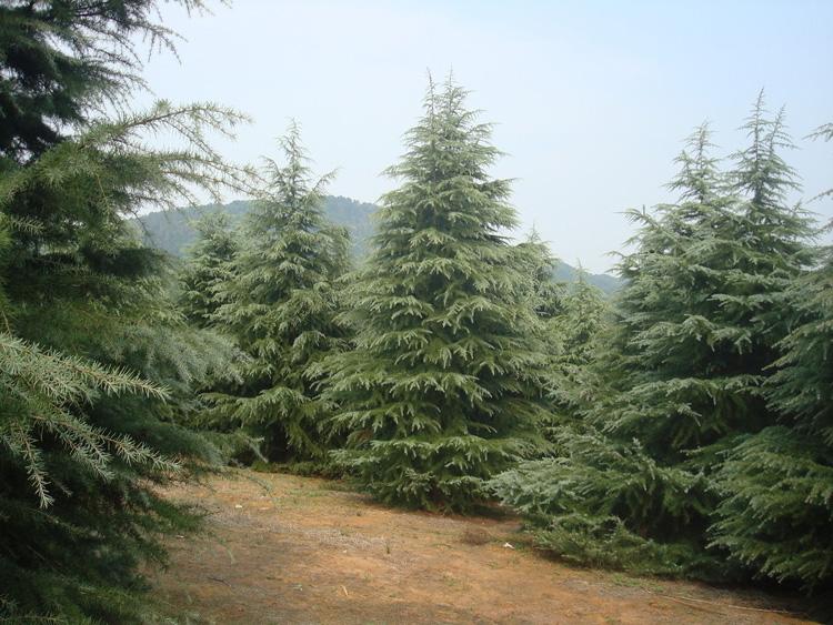 雪松种植基地南京市雪松种植基地 优质雪松价格 绿化苗木批发