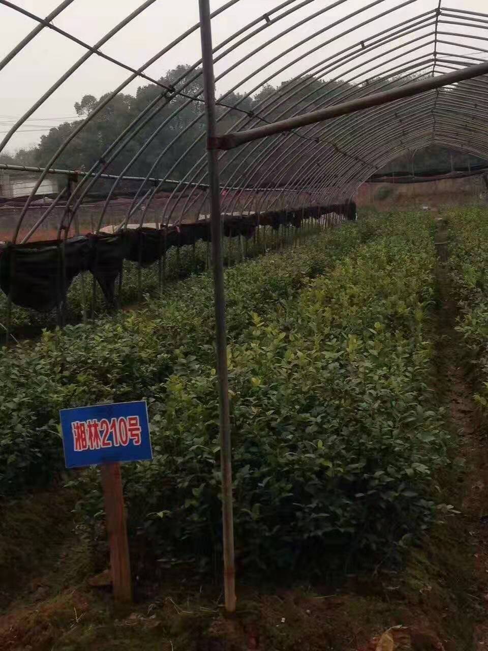 湖南湘林210油茶苗种植、一手批发、价格、种植基地【湖南新杉茶苗基地】