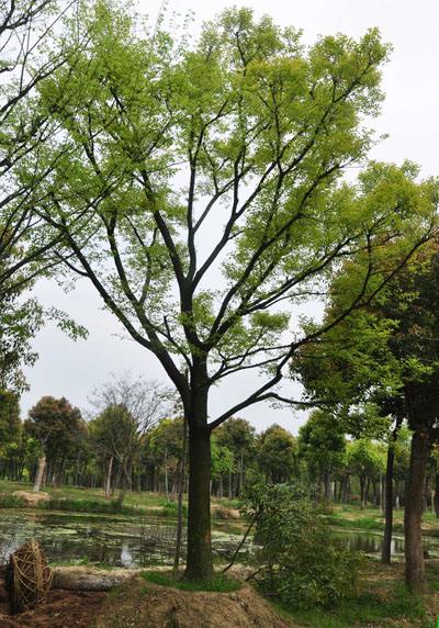 南京市朴树种植基地 朴树价格 绿化小苗批发