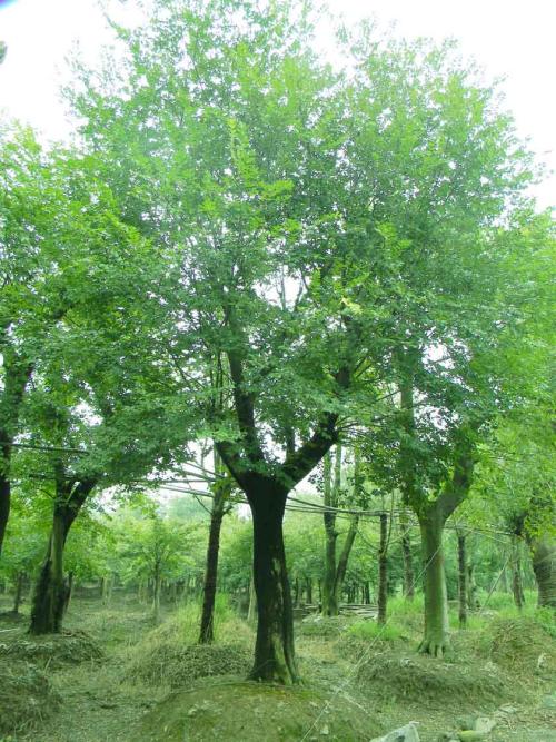 朴树批发南京市各种规格朴树批发 朴树价格 园林绿化苗木