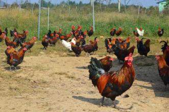 专业养殖草鸡基地 玉林市本地鸡价格 养殖技术 正宗土鸡价格