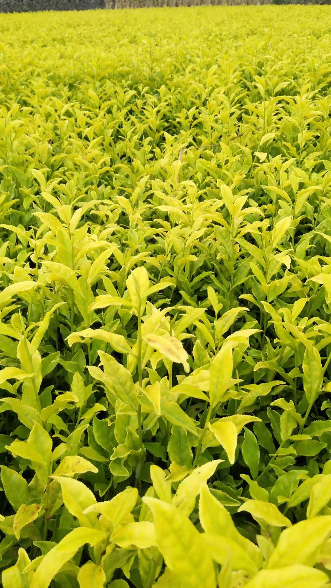 贵州黄金芽茶苗种植基地、批发、价格、大量供应【福安市农丰种植合作社】
