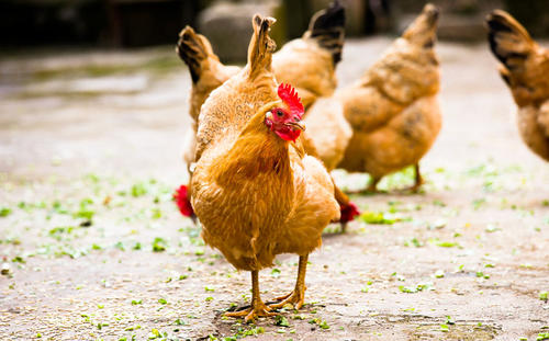 专业养殖草鸡基地 玉林市本地鸡价格 养殖技术 正宗土鸡价格