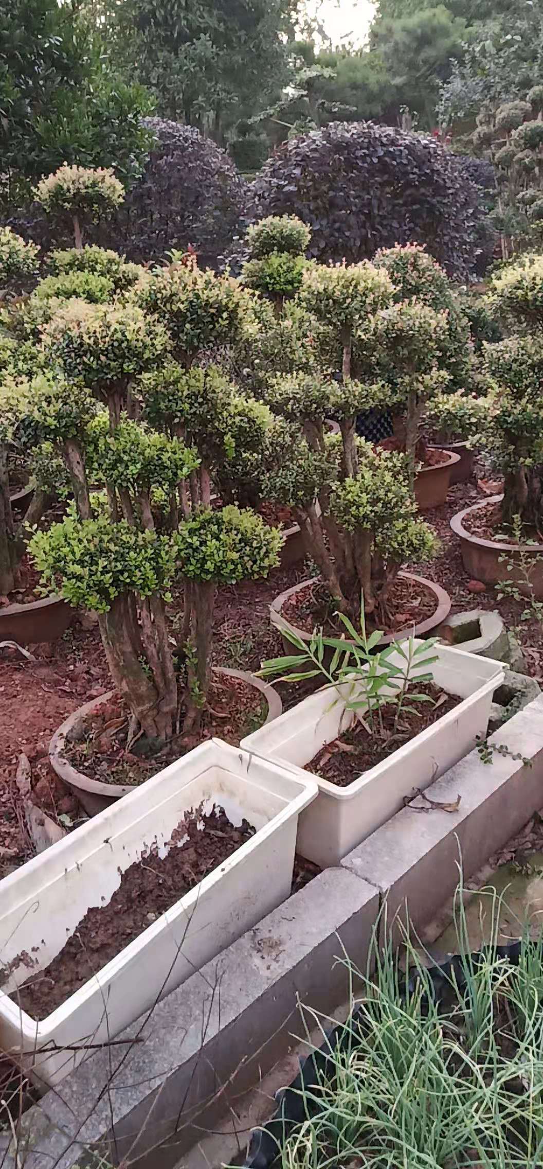 长沙市造型桂花树种植基地-价格-批发-销售