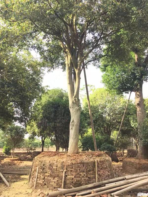 广东清远桂花苗基地种植批发热销供应价格