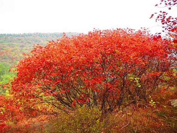 河北黄栌、种植、基地、批发、直销商【曲阳县颖坤帆苗圃场】图片