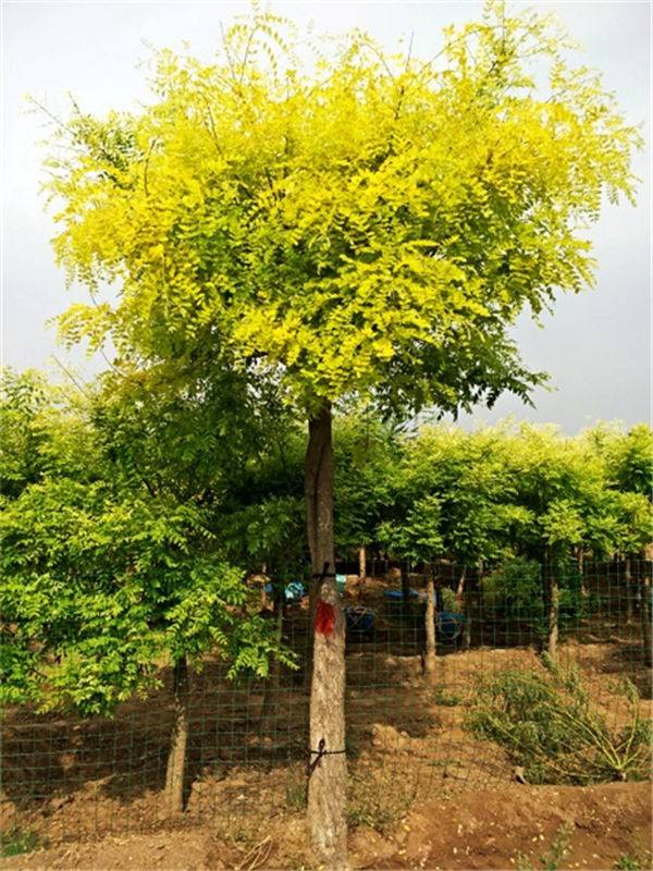 美植袋高杆金叶槐、种植、基地、批发、价格【曲阳县颖坤帆苗圃场】