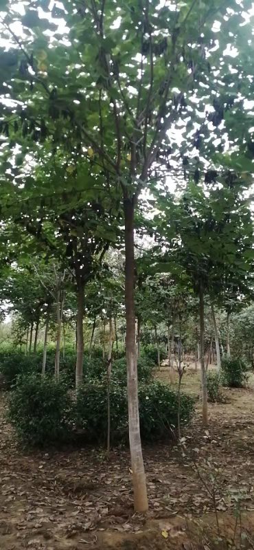 南阳市巨紫荆厂家河南南阳市种植巨紫荆基地 苗木批发基地 绿化树苗种植
