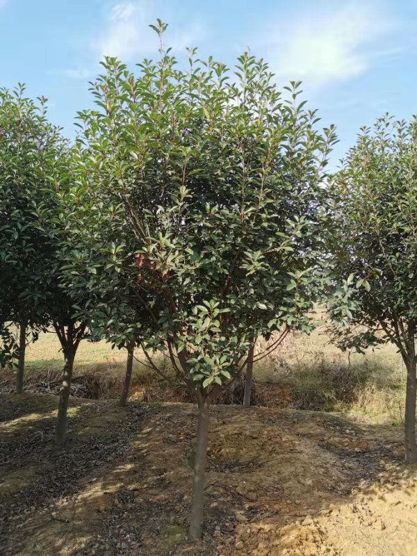 许昌市红叶石楠价格 种植红叶石楠基地 低价订购各种绿化树苗