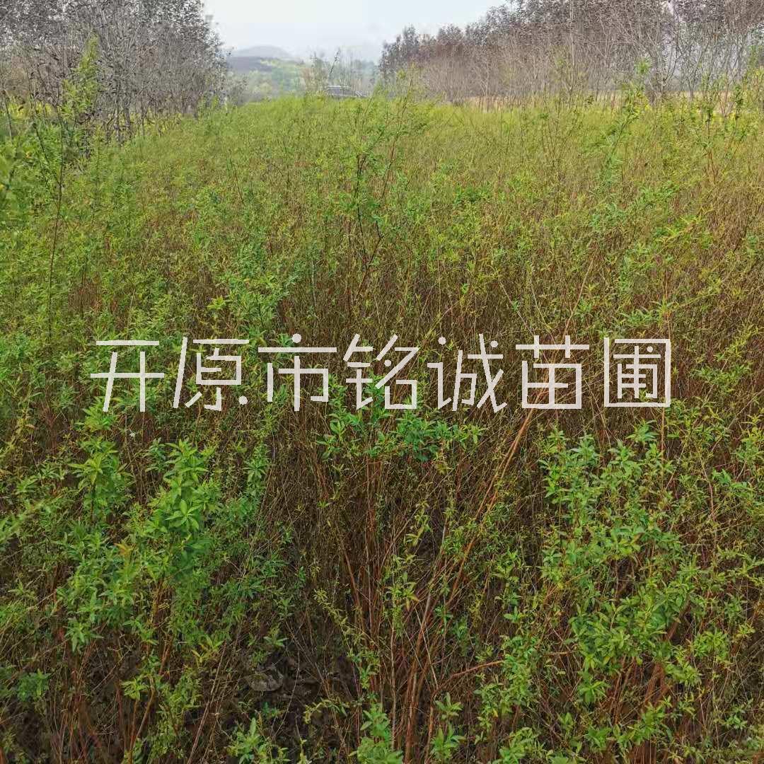 长期供应珍珠绣线菊苗基地直销-报价-批发，辽宁珍珠绣线菊批发价，辽宁珍珠绣线菊供应商