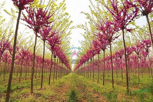 河南南阳市种植巨紫荆基地 苗木批发基地 绿化树苗种植