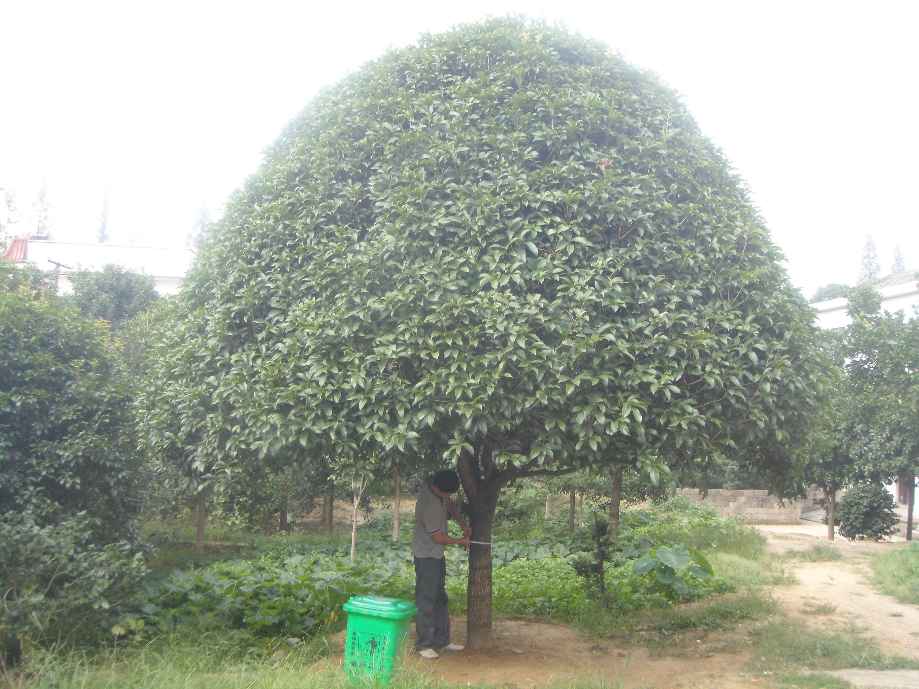 长沙市桂花树苗最 新价格厂家桂花树苗最 新价格价格，种植基地【长沙县希望花卉苗木专业合作社】