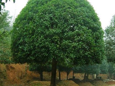 湖南长沙桂花树批发价-种植基地-多少钱-哪里有