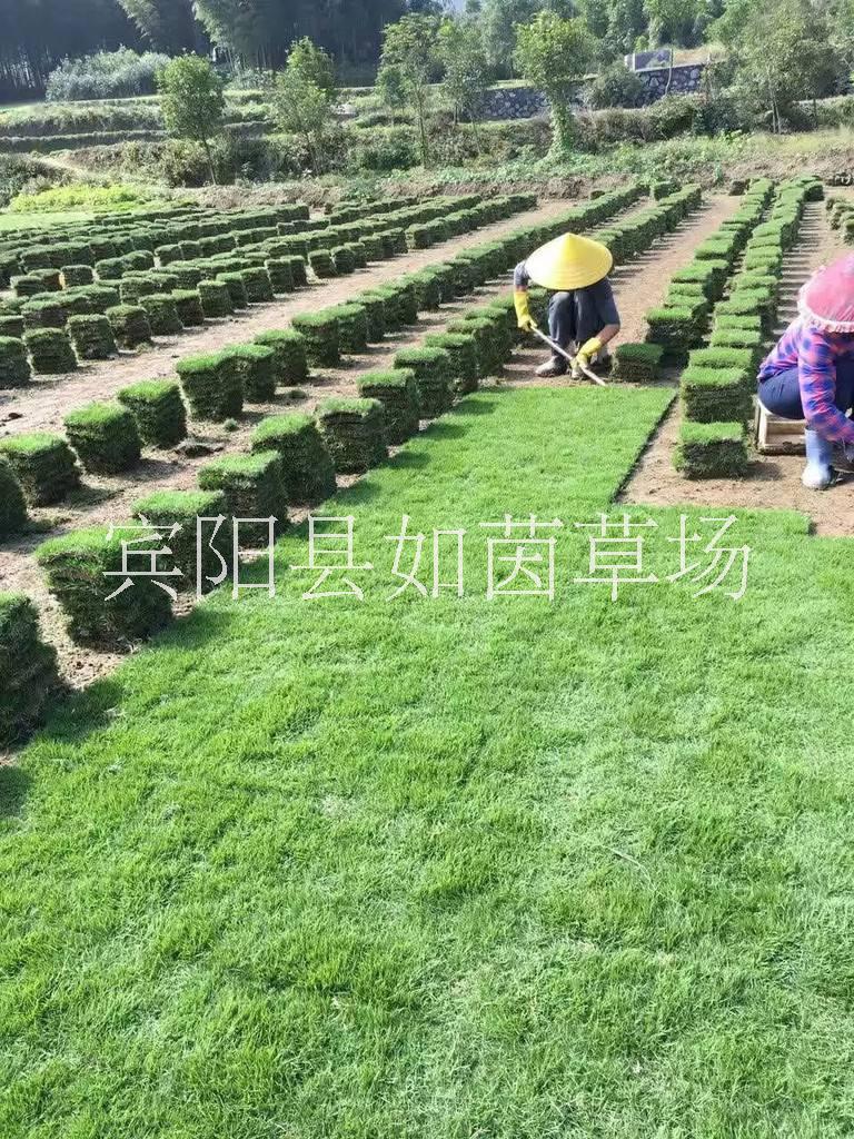 广西马尼拉草坪基地广西马尼拉草坪基地、供应商、自产自销【宾阳县如茵草场】