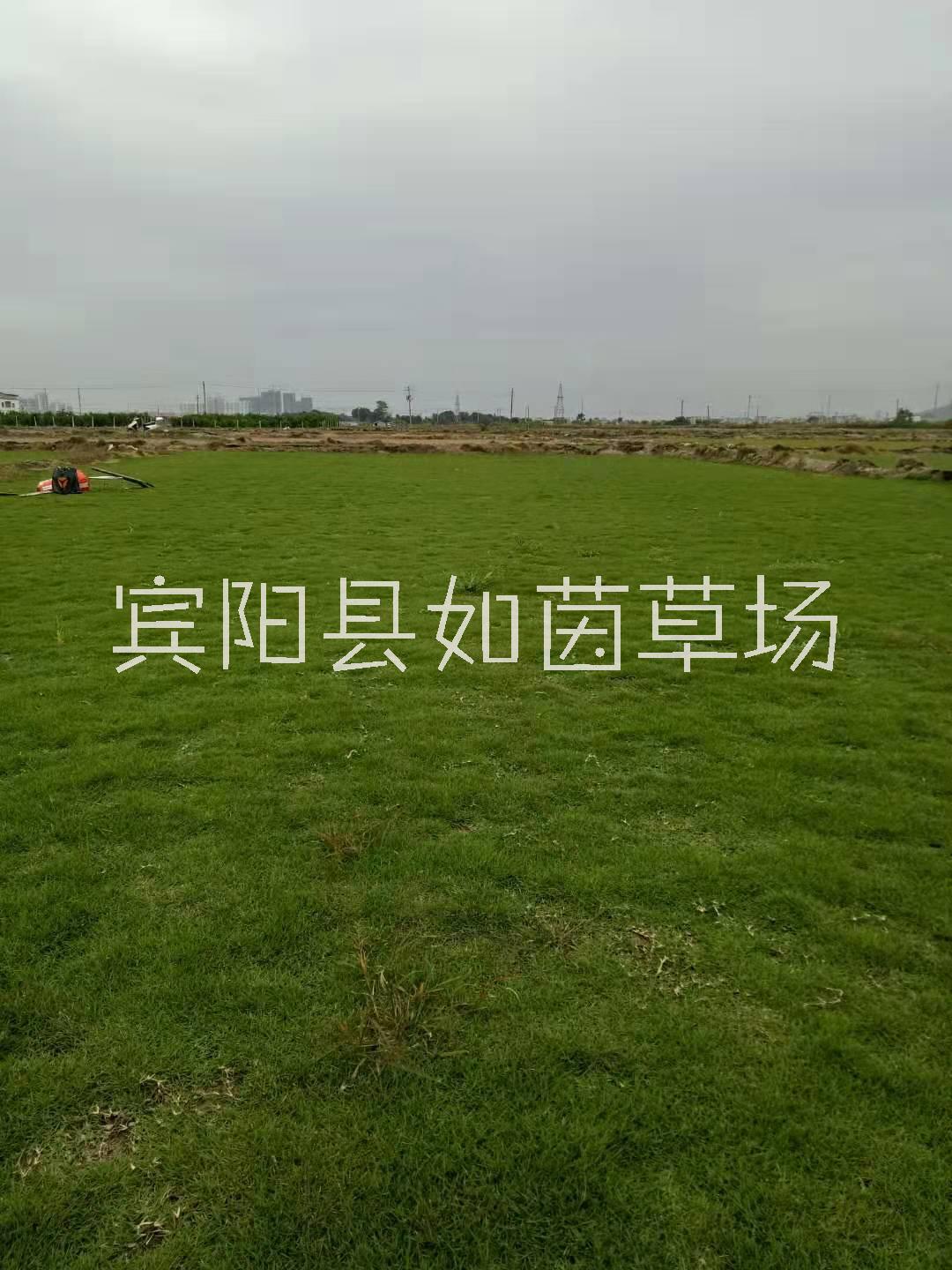 宾阳县马尼拉草皮基地-报价-多少钱-公司