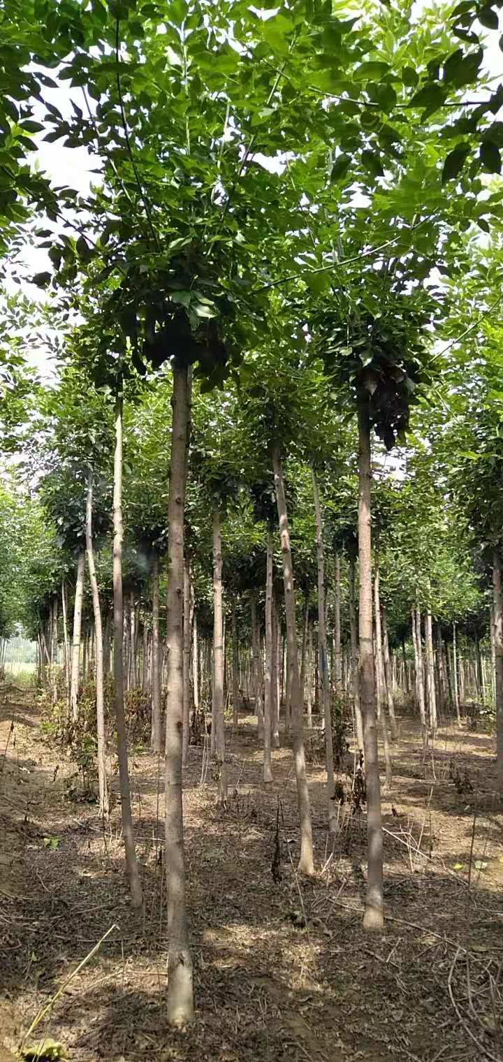 白蜡种植基地-批发价-供应商-报价-多少钱-哪里有