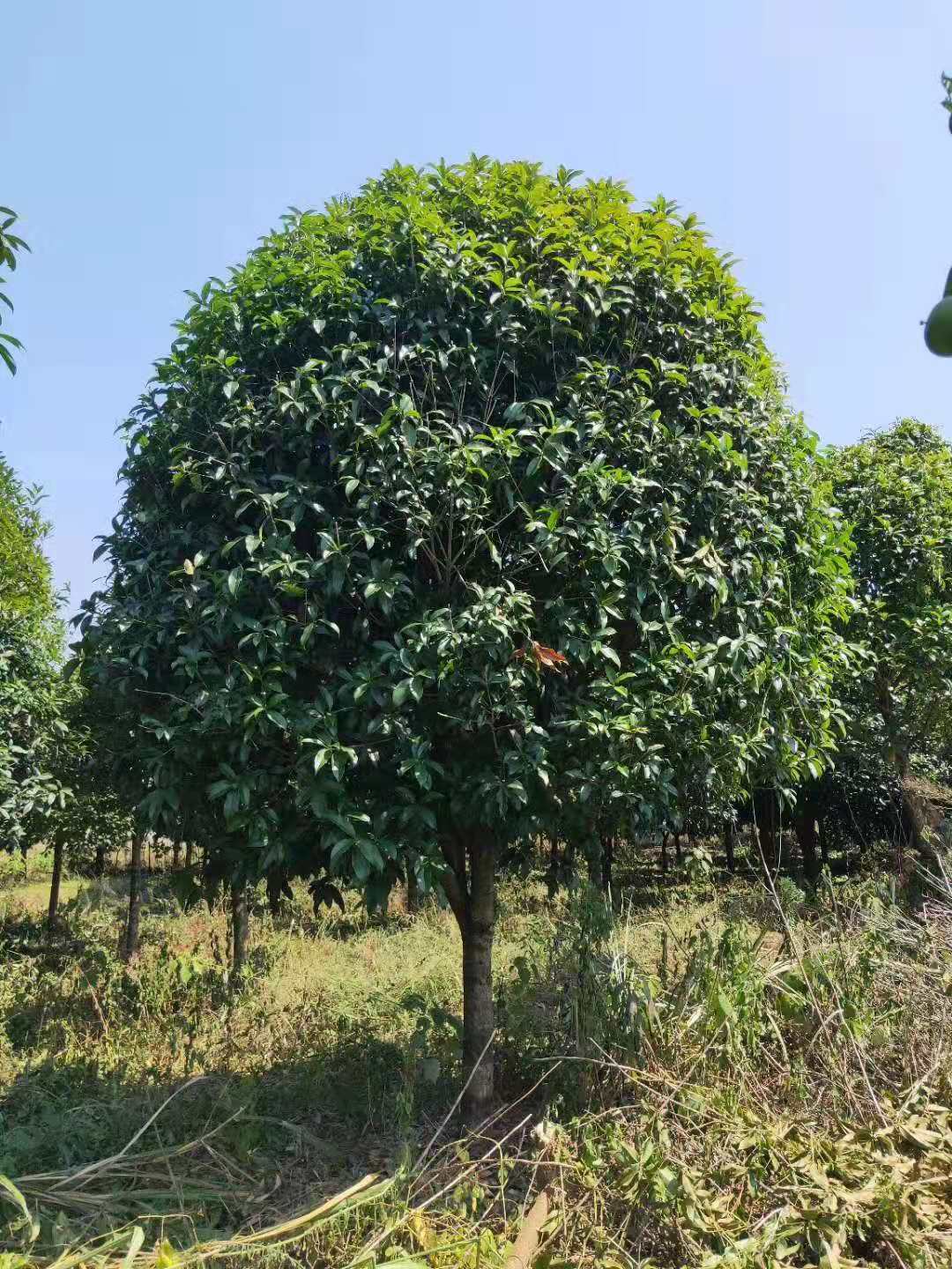 广西桂花树多少钱一棵/优质供应商图片