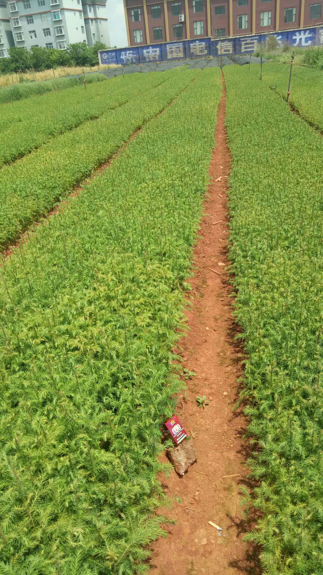 新天地绿化景观工程杉木树小苗基地批发  行道树杉木树苗价格  水沙树图片