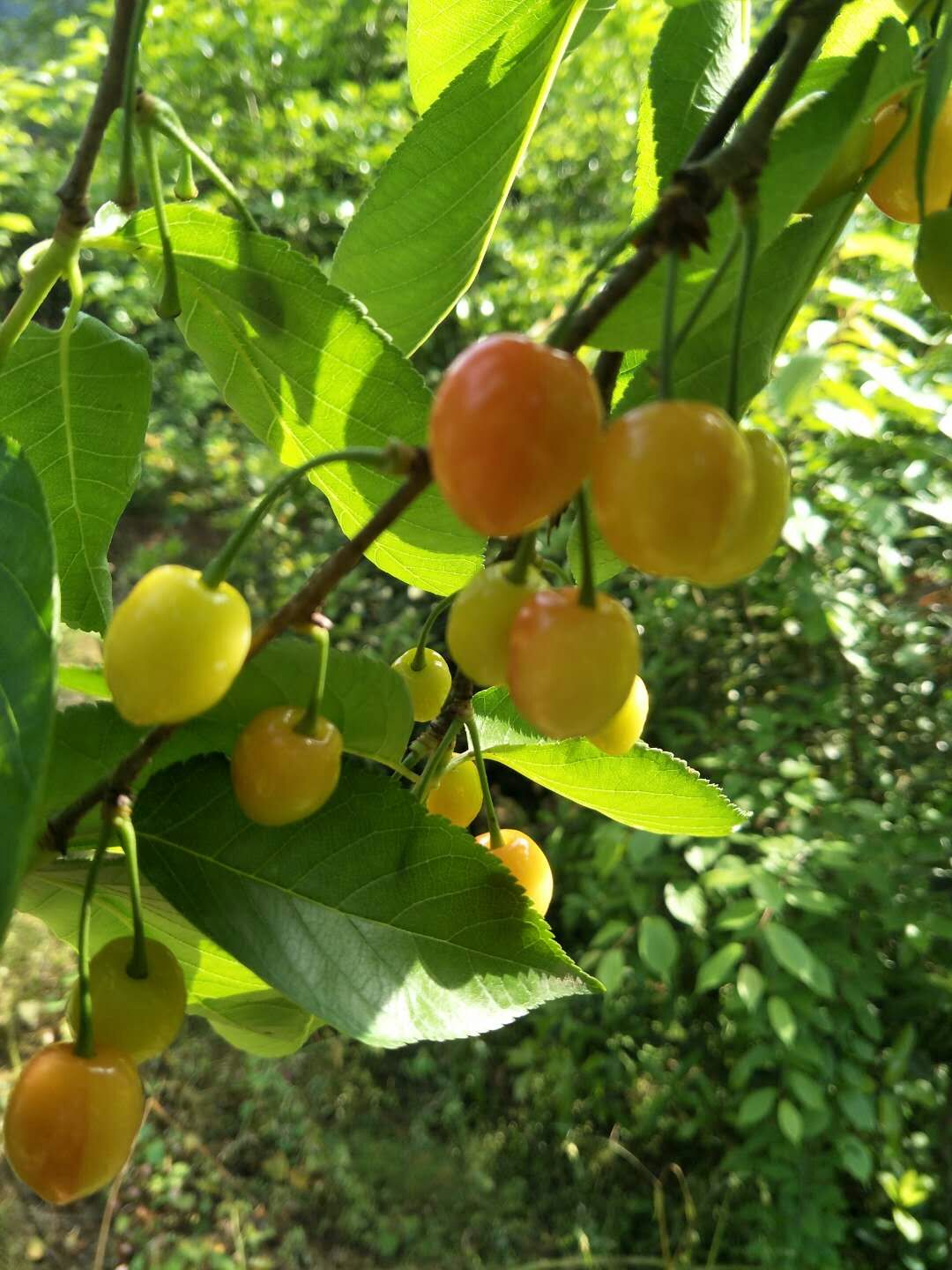 泰州市玛瑙红樱桃厂家玛瑙红樱桃种植、价格、批发、报价【兴化市猕梦园花木种植场】