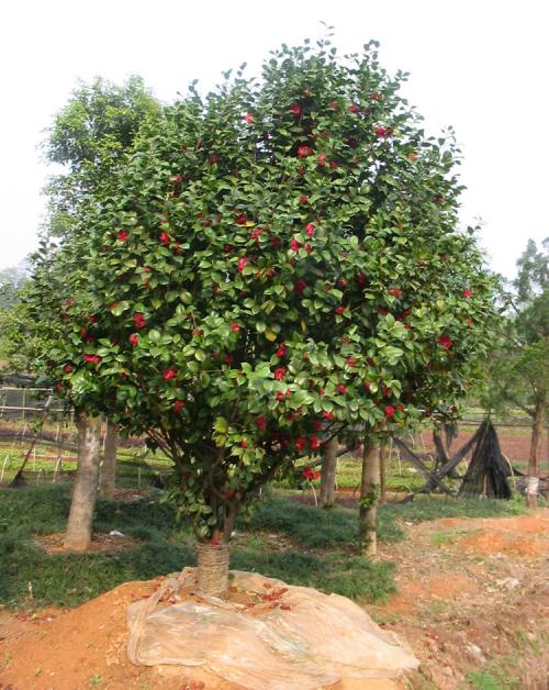 供应出土30公分量尺3-4的茶花树-价格-销售