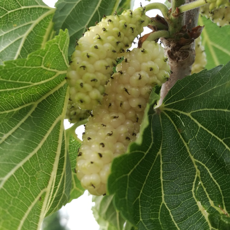 果桑苗供应果桑苗 桑葚种植技术 大型玫瑰桑椹树苗价格