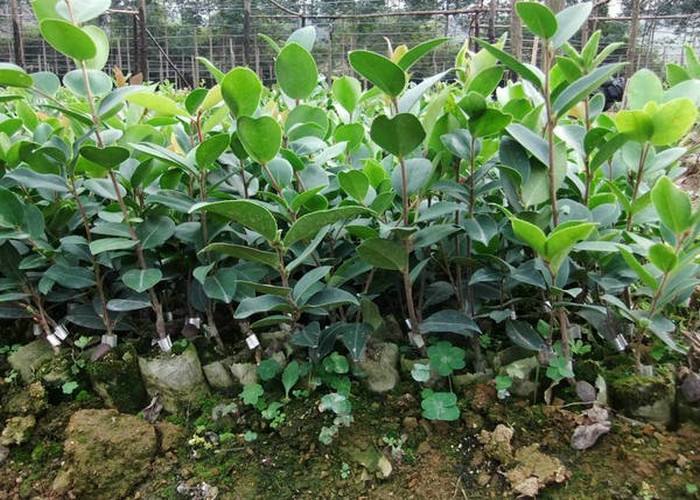 海南海口批发山油茶苗种植基地