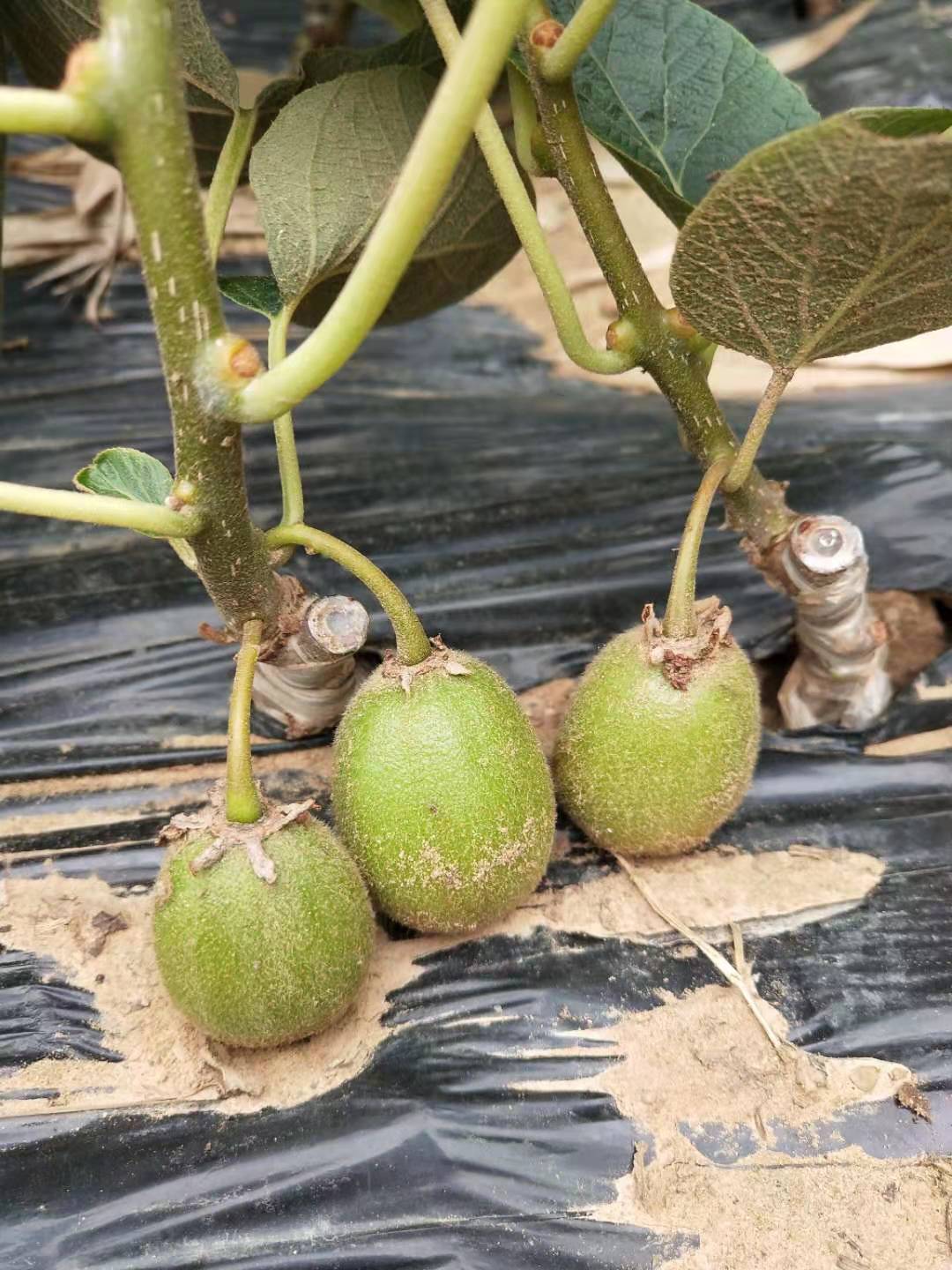 广元市猕猴桃苗种植基地厂家