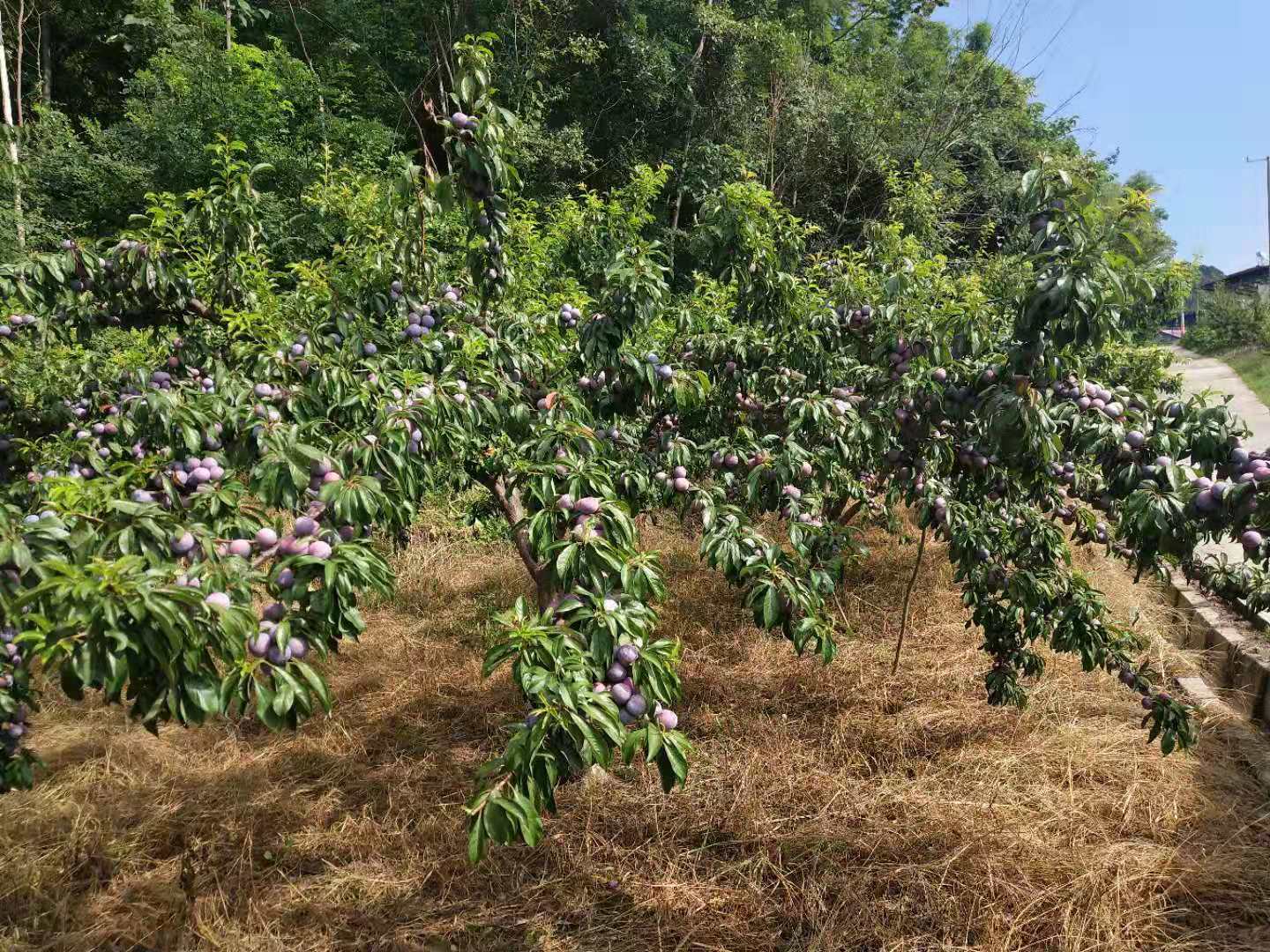 四川广元李子苗种植基地-四川成都李子苗价格-四川雅安李子苗批发-【苍溪县骏腾苗木专业合作社】图片