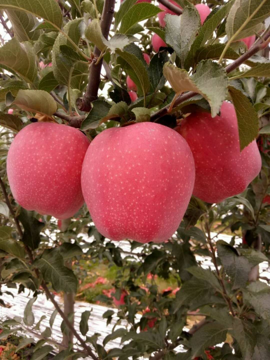 苹果苗木苹果苗木销售优质郑州果树研究所苹果苗木