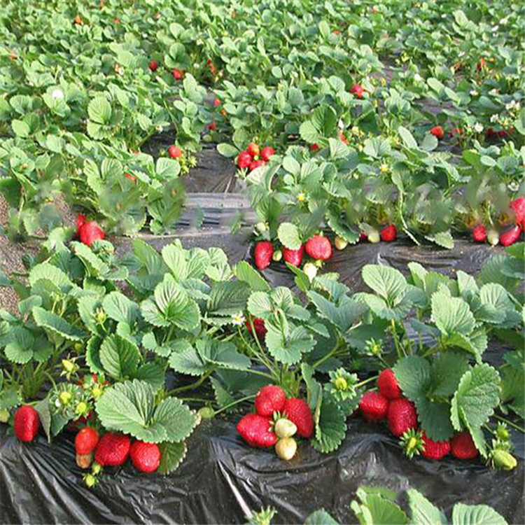 山东草莓苗、批发价格、种植基地、供应商【泰安市高新区北集坡胜楠园艺场】
