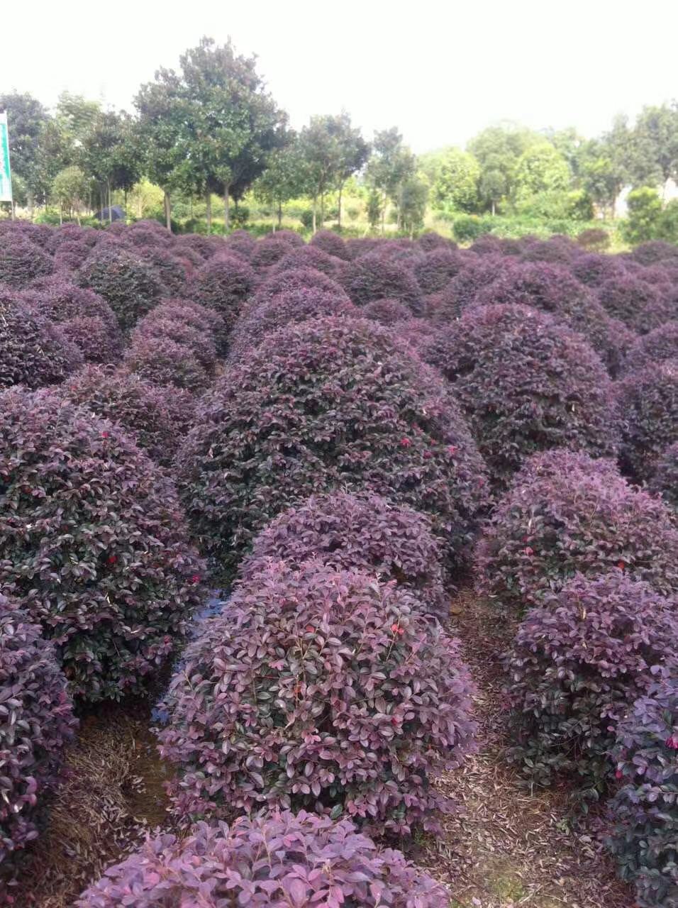 湖南浏阳红花继木种植基地直销价格