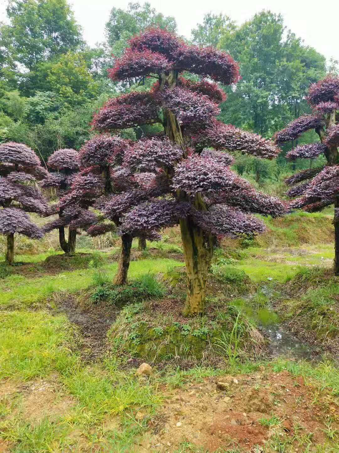 湖南造型红继木树桩- 2019年湖南造型红花继木桩-2020年湖南造型红花继木桩价格【浏阳市柏加镇万达苗圃】图片